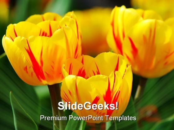 Tulips Beauty PowerPoint Templates And PowerPoint Backgrounds 0211 Tulips Beauty PowerPoint Templates And PowerPoint Backgrounds 0211