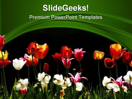 Tulips Beauty PowerPoint Templates And PowerPoint Backgrounds 0311 Tulips Beauty PowerPoint Templates And PowerPoint Backgrounds 0311