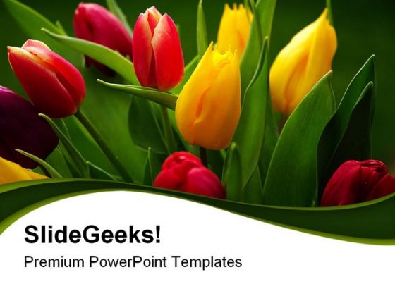 Tulips Bouquet Beauty PowerPoint Templates And PowerPoint Backgrounds 0311 Tulips Bouquet Beauty PowerPoint Templates And PowerPoint Backgrounds 0311