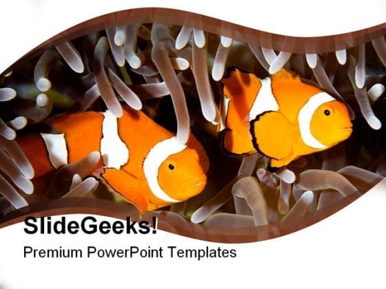 two_clown_fishes_animals_powerpoint_templates_and_powerpoint_backgrounds_0211_title