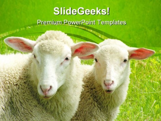 Two Sheep Nature PowerPoint Themes And PowerPoint Slides 0411 Two Sheep Nature PowerPoint Themes And PowerPoint Slides 0411