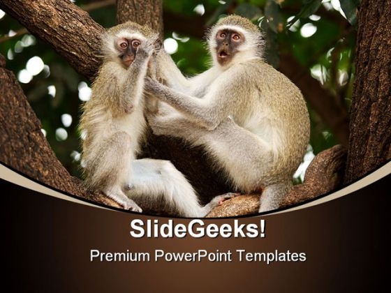 Vervet Monkeys Animals PowerPoint Themes And PowerPoint Slides 0211 Vervet Monkeys Animals PowerPoint Themes And PowerPoint Slides 0211