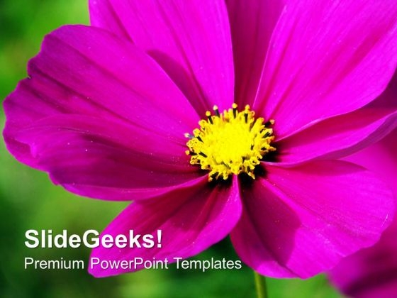 Vibrant Pink Flower Over Green Background PowerPoint Templates Ppt Backgrounds For Slides 1212