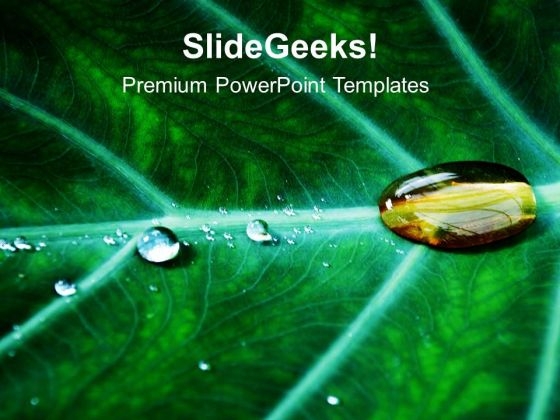 Water Drop On Leaf PowerPoint Templates Ppt Backgrounds For Slides 0613 Water Drop On Leaf PowerPoint Templates Ppt Backgrounds For Slides 0613