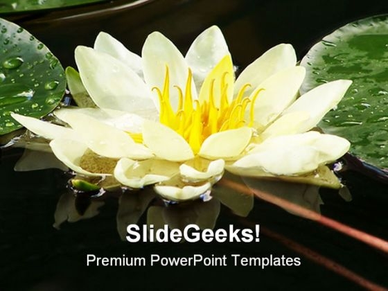 Water Lily Nature PowerPoint Templates And PowerPoint Backgrounds 0311 Water Lily Nature PowerPoint Templates And PowerPoint Backgrounds 0311