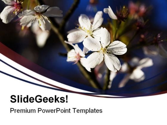 White Blossom Nature PowerPoint Templates And PowerPoint Backgrounds 0311 White Blossom Nature PowerPoint Templates And PowerPoint Backgrounds 0311