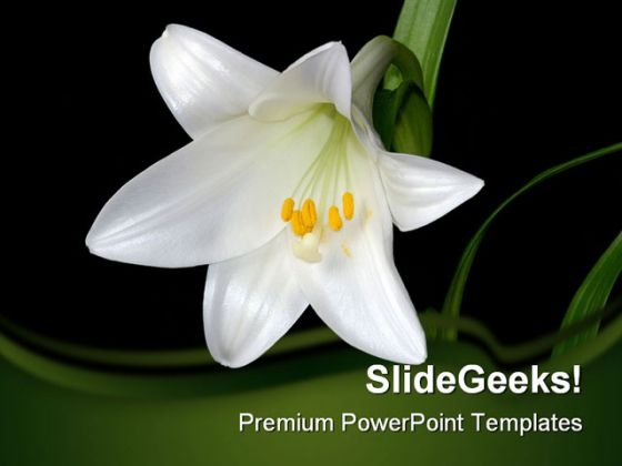 White Lily Beauty PowerPoint Template 0810