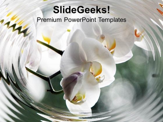 White Orchids Beautiful Decoration PowerPoint Templates Ppt Backgrounds For Slides 0213