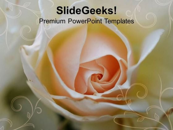 White Rose Background PowerPoint Templates Ppt Backgrounds For Slides 0613 White Rose Background PowerPoint Templates Ppt Backgrounds For Slides 0613