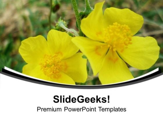 Yellow Flowers With Background PowerPoint Templates Ppt Backgrounds For Slides 0613 Yellow Flowers With Background PowerPoint Templates Ppt Backgrounds For Slides 0613