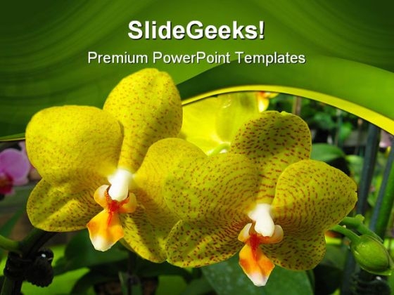Yellow Orchids Beauty PowerPoint Templates And PowerPoint Backgrounds 0211 Yellow Orchids Beauty PowerPoint Templates And PowerPoint Backgrounds 0211