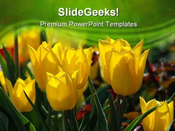 Yellow Tulips Beauty PowerPoint Templates And PowerPoint Backgrounds 0311 Yellow Tulips Beauty PowerPoint Templates And PowerPoint Backgrounds 0311