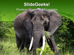 African Elephant Animals PowerPoint Backgrounds And Templates 0111 African Elephant Animals PowerPoint Backgrounds And Templates 0111