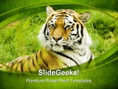 Amur Tiger Animals PowerPoint Templates And PowerPoint Backgrounds 0111 Amur Tiger Animals PowerPoint Templates And PowerPoint Backgrounds 0111