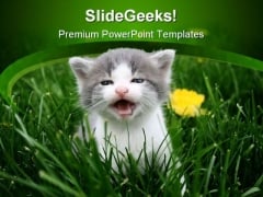 Baby Cat Animals PowerPoint Themes And PowerPoint Slides 0211