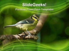 Blue Tit Fledgling Nature PowerPoint Themes And PowerPoint Slides 0211 Blue Tit Fledgling Nature PowerPoint Themes And PowerPoint Slides 0211