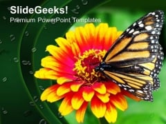 Butterfly On Flower Garden Nature PowerPoint Templates Ppt Backgrounds For Slides 0213 Butterfly On Flower Garden Nature PowerPoint Templates Ppt Backgrounds For Slides 0213