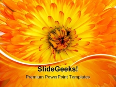 Calendula Background Nature PowerPoint Themes And PowerPoint Slides 0511