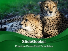 Cheetah Wild Cats Animals PowerPoint Themes And PowerPoint Slides 0211 Cheetah Wild Cats Animals PowerPoint Themes And PowerPoint Slides 0211