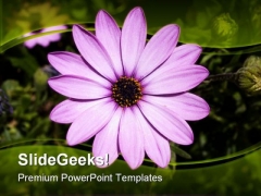 Daisy Flower Beauty PowerPoint Backgrounds And Templates 1210 Daisy Flower Beauty PowerPoint Backgrounds And Templates 1210