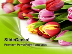 Fresh Tulip Flowers Beauty PowerPoint Themes And PowerPoint Slides 0311 Fresh Tulip Flowers Beauty PowerPoint Themes And PowerPoint Slides 0311