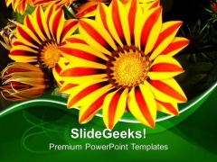 Gazanias Flowers Green Background PowerPoint Templates Ppt Backgrounds For Slides 0613 Gazanias Flowers Green Background PowerPoint Templates Ppt Backgrounds For Slides 0613