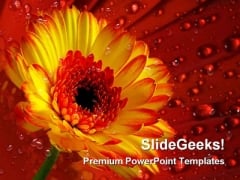 Gerber Daisy With Dew Drops Nature PowerPoint Themes And PowerPoint Slides 0311 Gerber Daisy With Dew Drops Nature PowerPoint Themes And PowerPoint Slides 0311