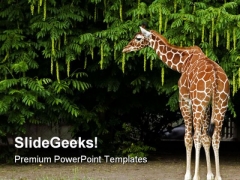 Giraffe Animals PowerPoint Themes And PowerPoint Slides 0211 Giraffe Animals PowerPoint Themes And PowerPoint Slides 0211