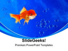 Golden Fish02 Animals PowerPoint Templates And PowerPoint Backgrounds 0211 Golden Fish02 Animals PowerPoint Templates And PowerPoint Backgrounds 0211