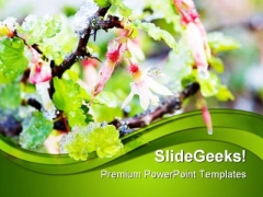 Gooseberry Blossoms In Snow Nature PowerPoint Templates And PowerPoint Backgrounds 0411