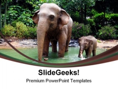 Jungle Elephant Animals PowerPoint Themes And PowerPoint Slides 0211 Jungle Elephant Animals PowerPoint Themes And PowerPoint Slides 0211