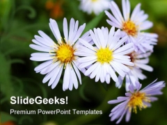 Perennial Aster Flowers Nature PowerPoint Templates And PowerPoint Backgrounds 0211