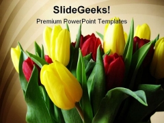 Red Yellow Tulips Beauty PowerPoint Templates And PowerPoint Backgrounds 0311 Red Yellow Tulips Beauty PowerPoint Templates And PowerPoint Backgrounds 0311