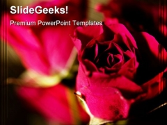 Roses Beauty PowerPoint Templates And PowerPoint Backgrounds 0311 Roses Beauty PowerPoint Templates And PowerPoint Backgrounds 0311
