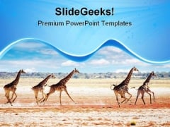 Running Giraffes Animals PowerPoint Templates And PowerPoint Backgrounds 0611 Running Giraffes Animals PowerPoint Templates And PowerPoint Backgrounds 0611