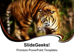 Siberian Tiger Animals PowerPoint Themes And PowerPoint Slides 0211 Siberian Tiger Animals PowerPoint Themes And PowerPoint Slides 0211