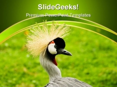 South African Crowned Crane Beauty PowerPoint Themes And PowerPoint Slides 0211 South African Crowned Crane Beauty PowerPoint Themes And PowerPoint Slides 0211