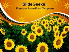 Sunflowers With Yellow Background PowerPoint Templates Ppt Backgrounds For Slides 0713 Sunflowers With Yellow Background PowerPoint Templates Ppt Backgrounds For Slides 0713