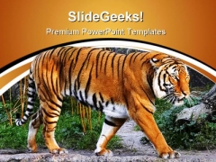 Tiger Animals PowerPoint Templates And PowerPoint Backgrounds 0611 Tiger Animals PowerPoint Templates And PowerPoint Backgrounds 0611