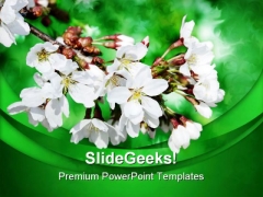 White Flowers On Branch Nature PowerPoint Templates And PowerPoint Backgrounds 0311
